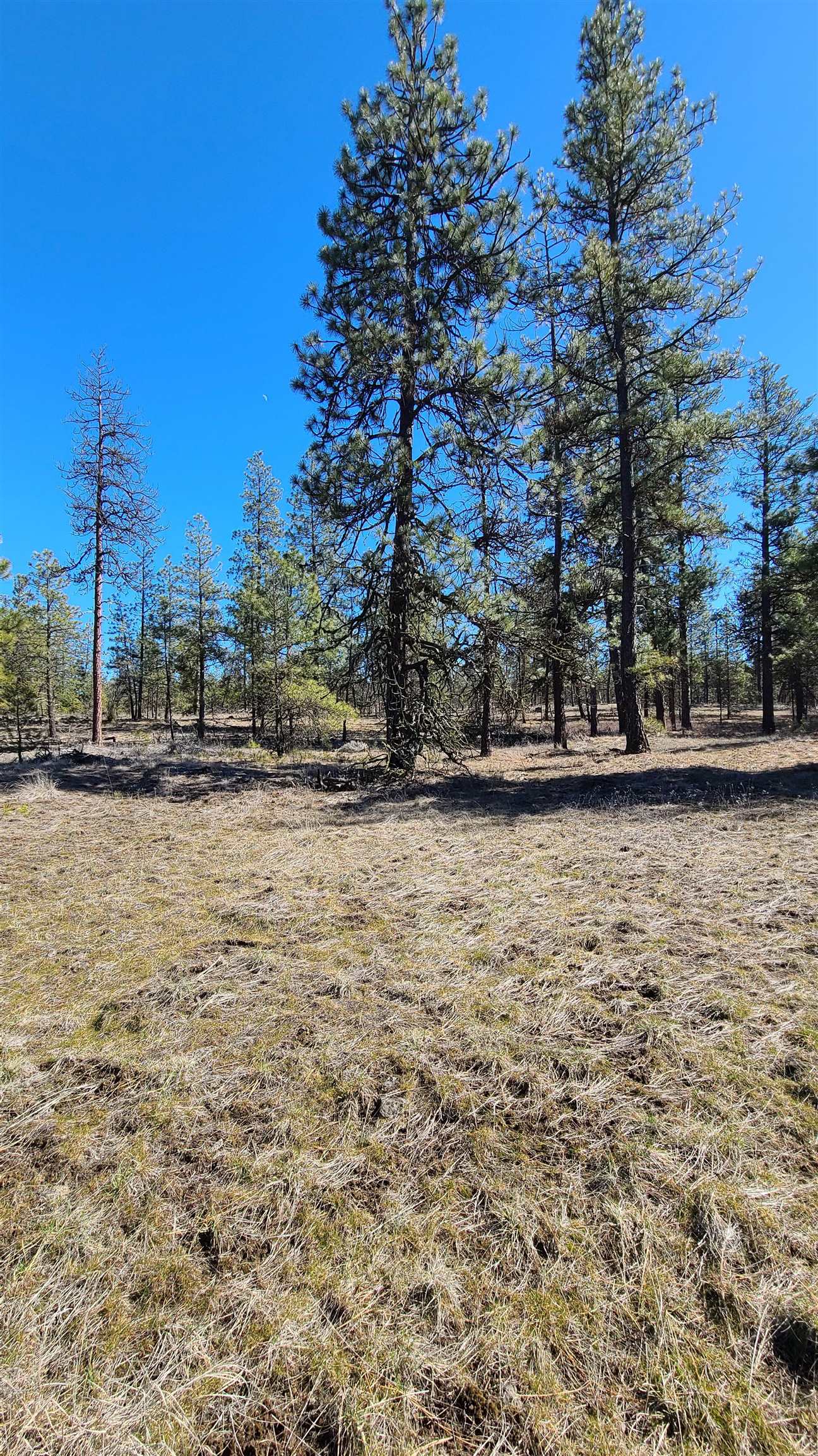 129-xx South Goss Road Cheney, WA 99004 - Photo 11 of 33