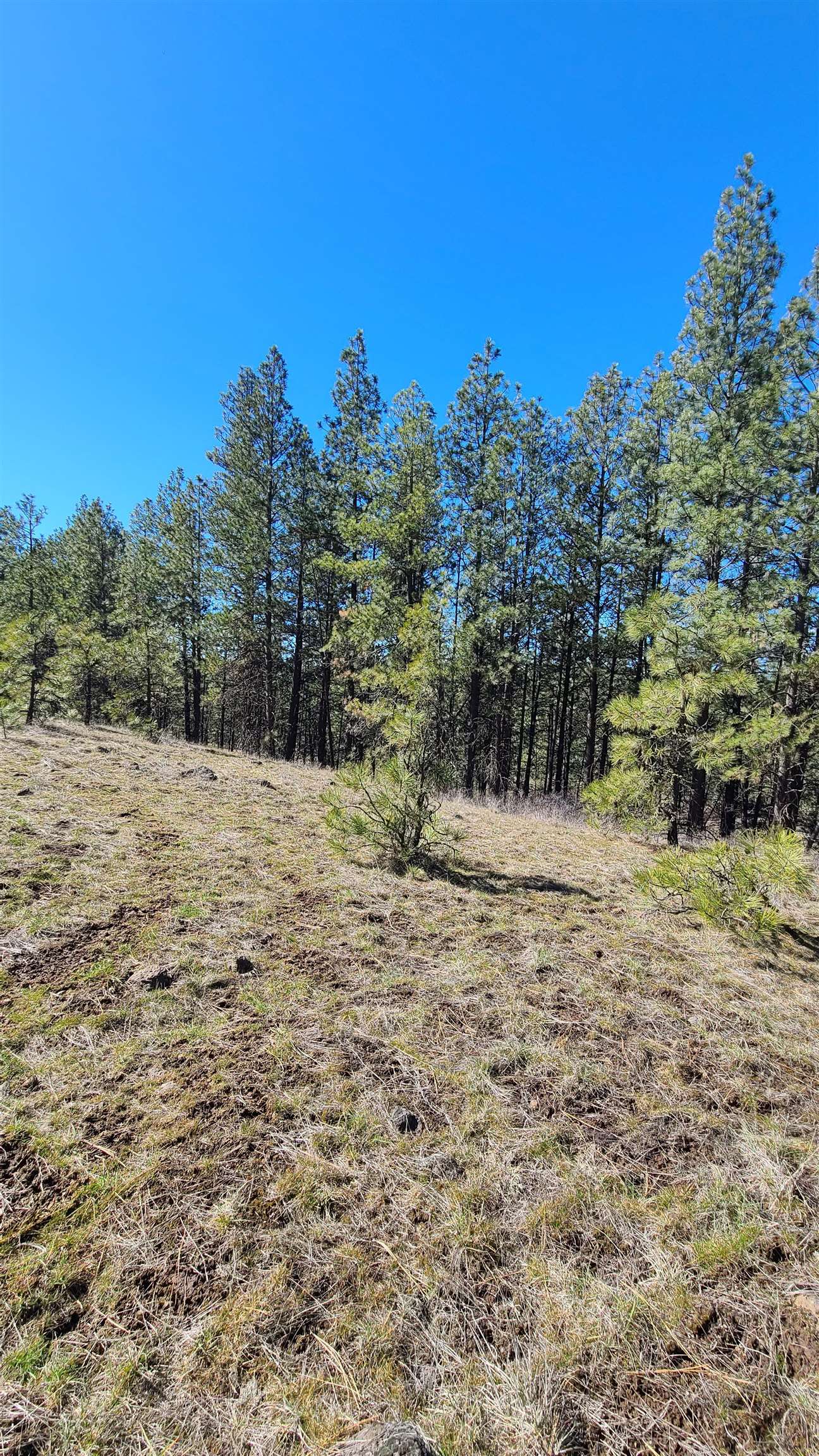 129-xx South Goss Road Cheney, WA 99004 - Photo 20 of 33