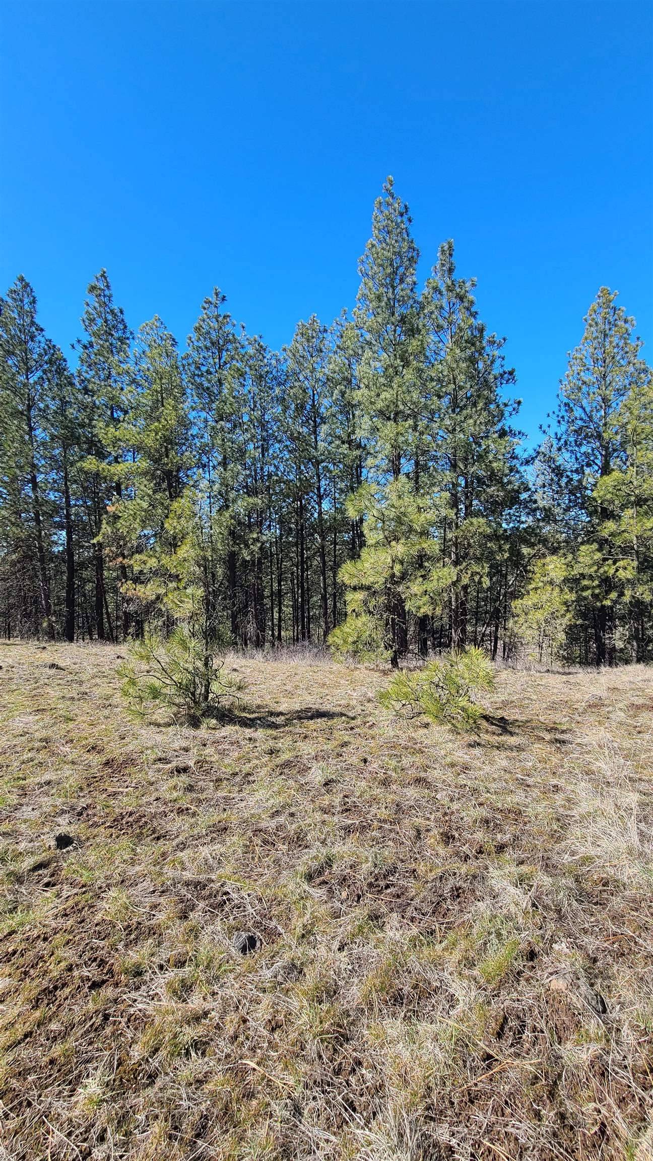 129-xx South Goss Road Cheney, WA 99004 - Photo 22 of 33