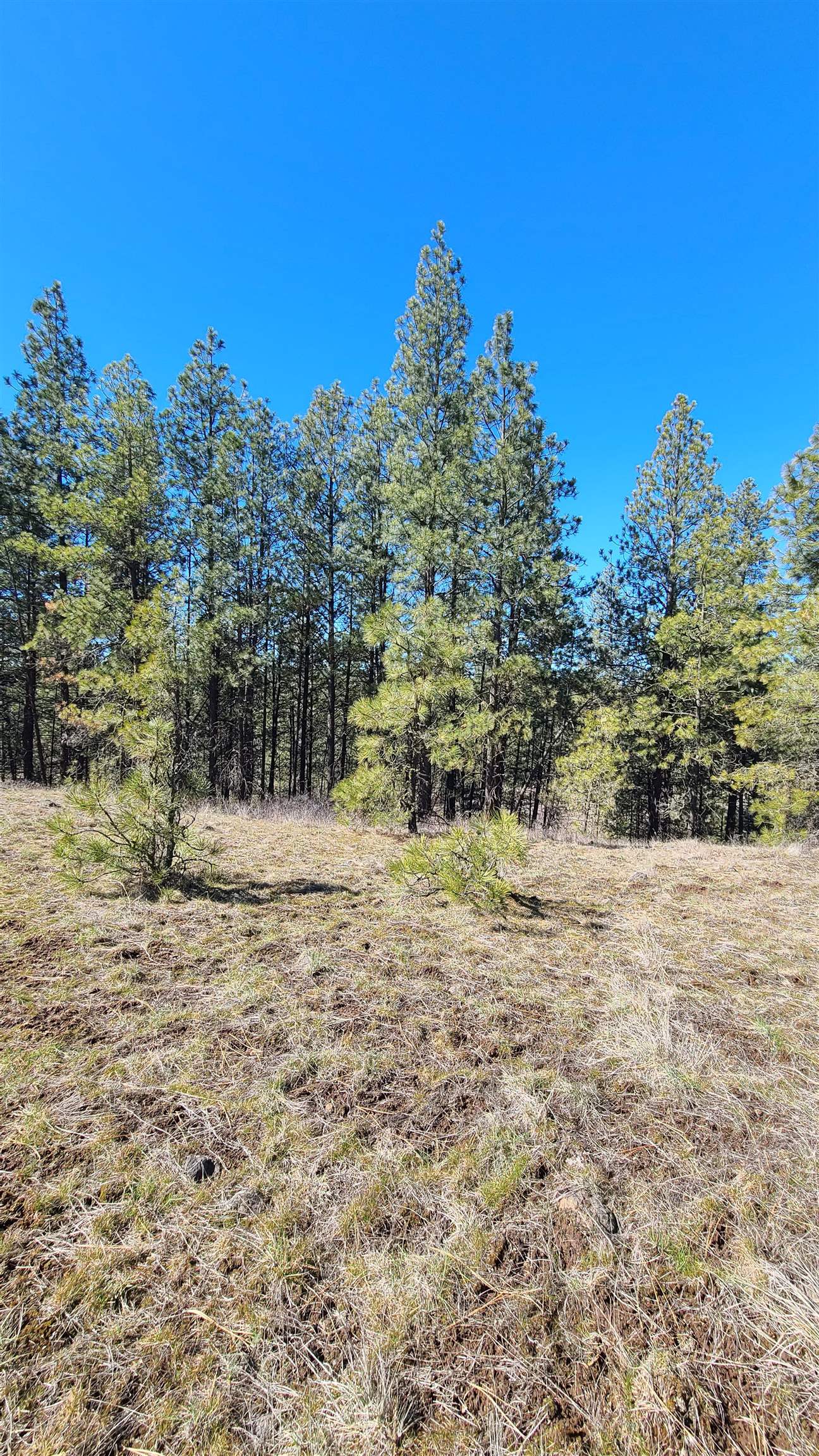 129-xx South Goss Road Cheney, WA 99004 - Photo 23 of 33