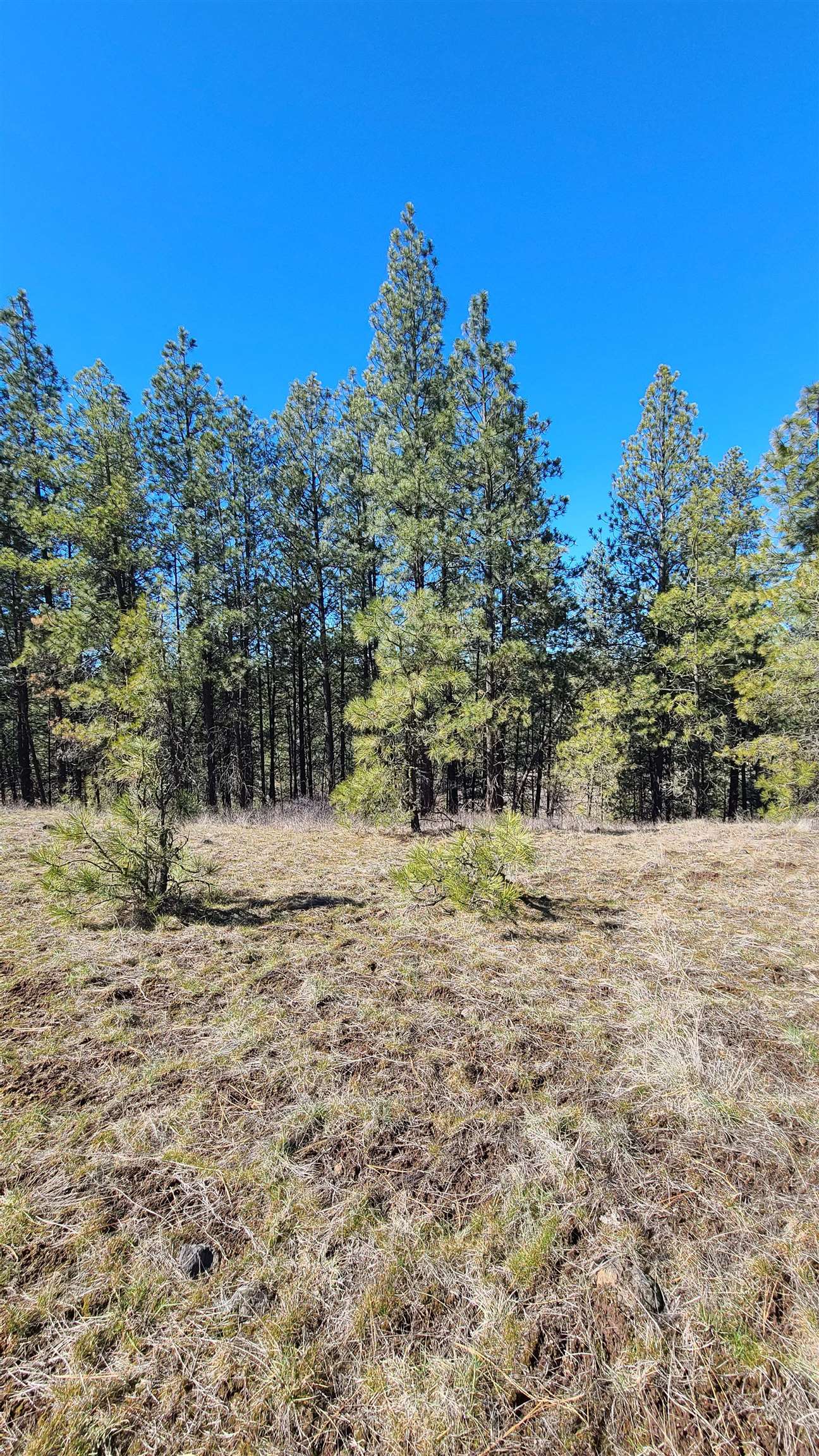 129-xx South Goss Road Cheney, WA 99004 - Photo 29 of 33