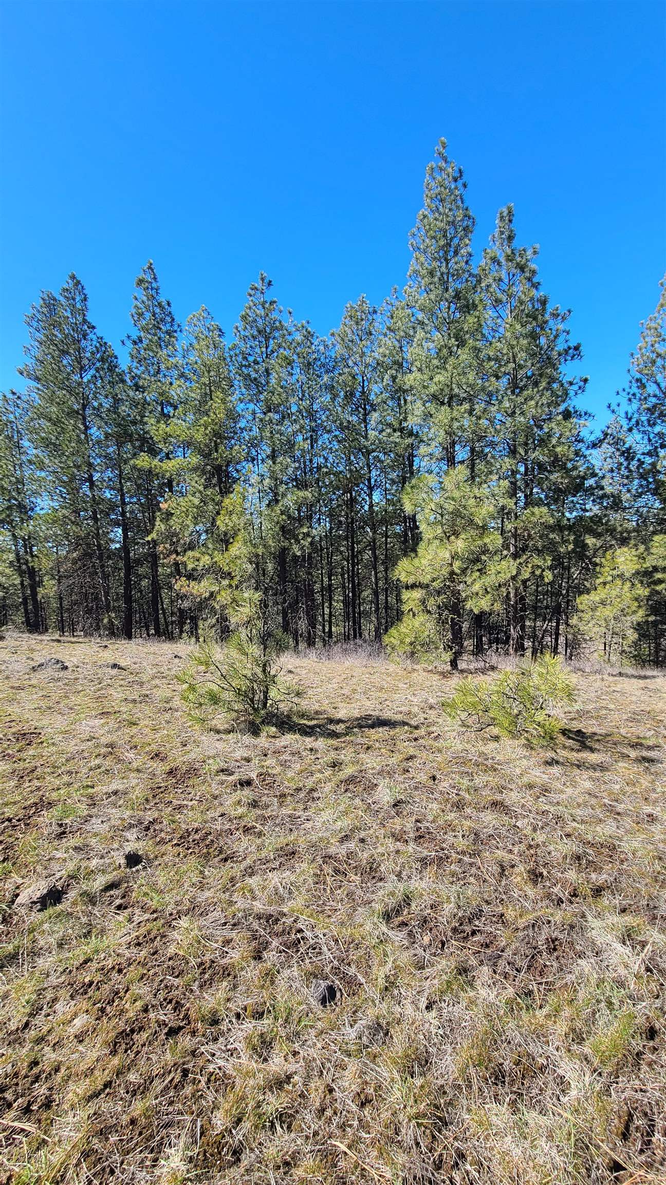 129-xx South Goss Road Cheney, WA 99004 - Photo 30 of 33