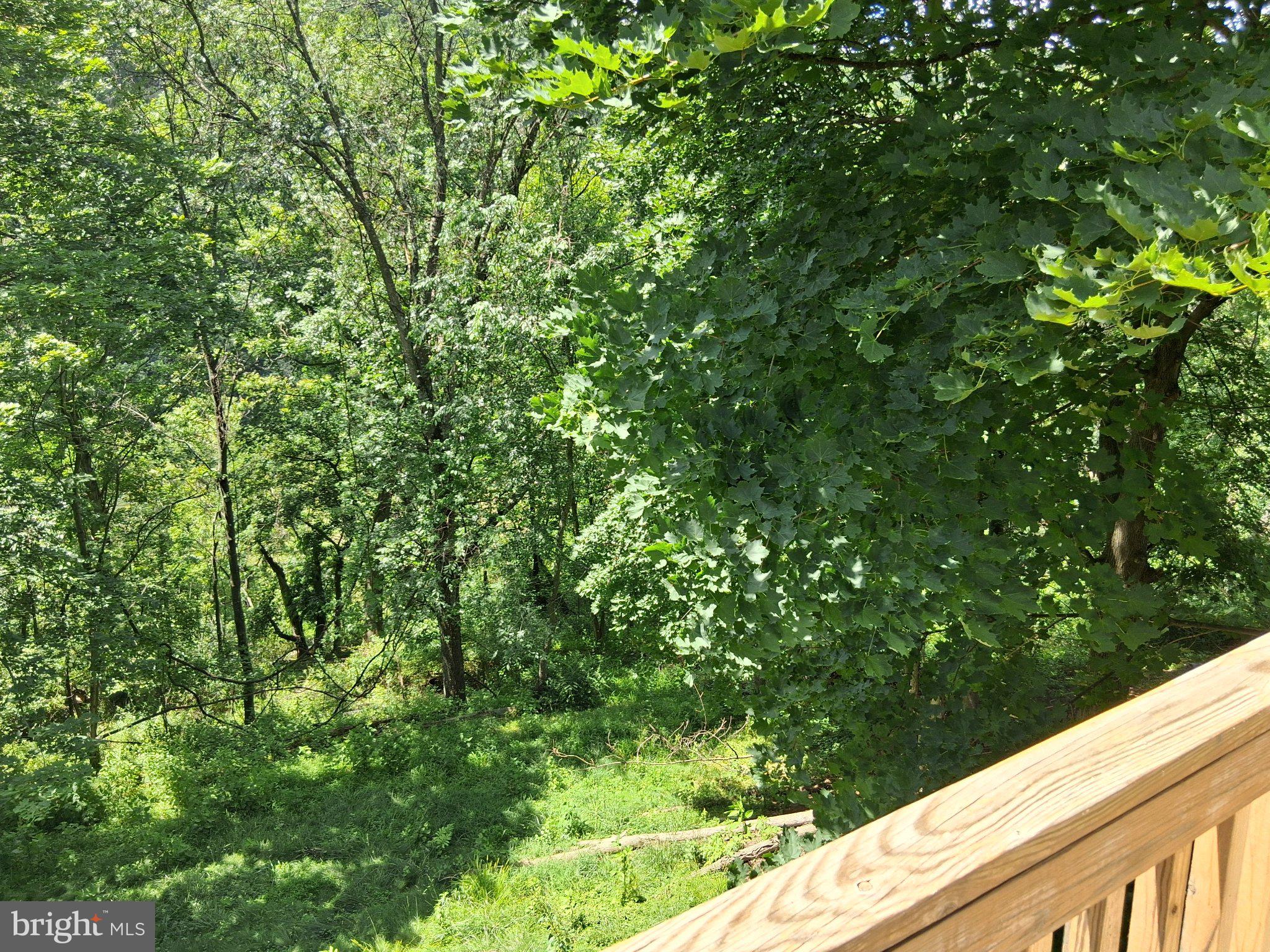 265 View Street Johnstown, PA 15902 - Photo 18 of 66 Lush greenery embraces serene retreat.