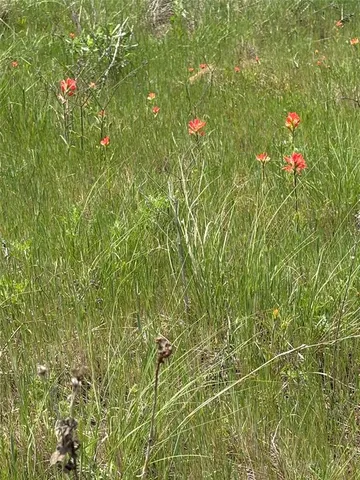 a close up of a plant in a garden