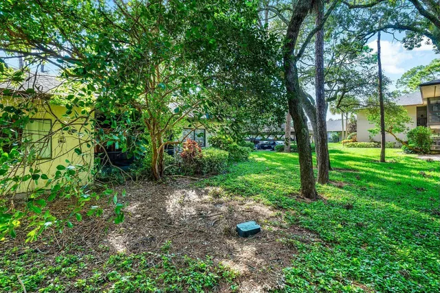 a view of a tree in a yard