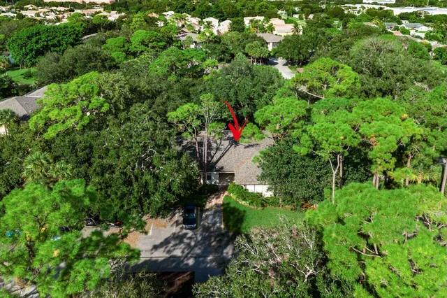 a view of a plant with a tree