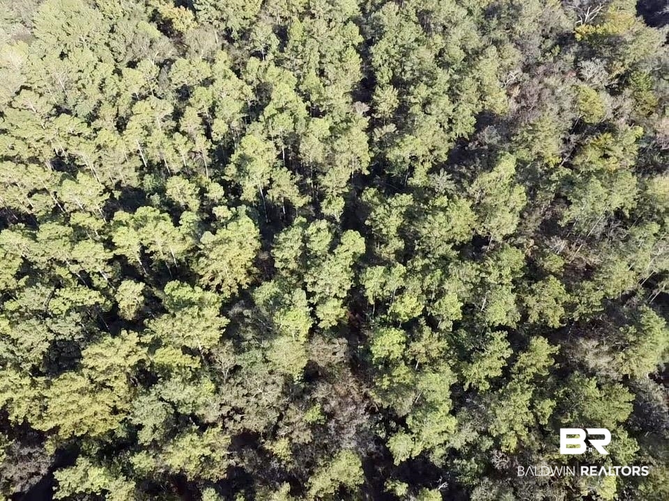 0 Country Road Vinegar Bend, AL 36584 - Photo 9 of 46