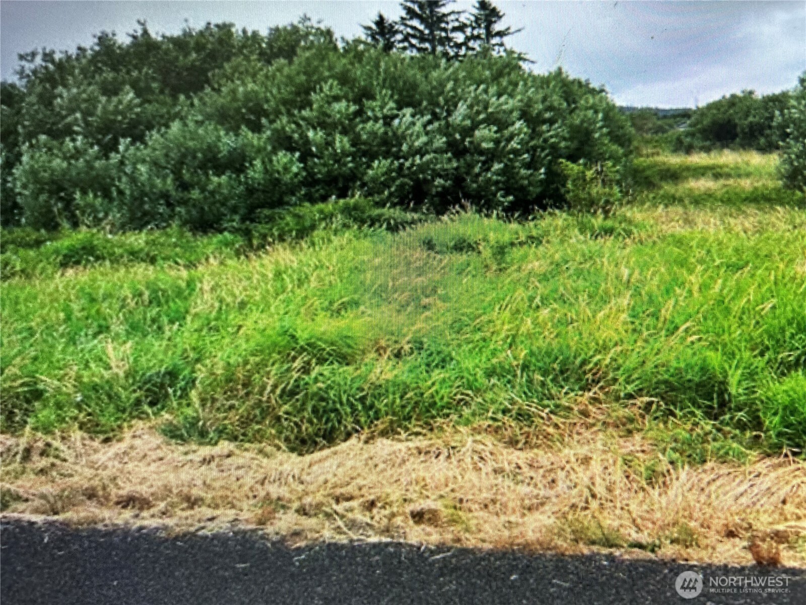 258 Stringtown Road Ilwaco, WA 98624 - Photo 3 of 8 a view of a garden with a plant