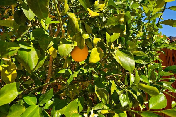 a view of tree