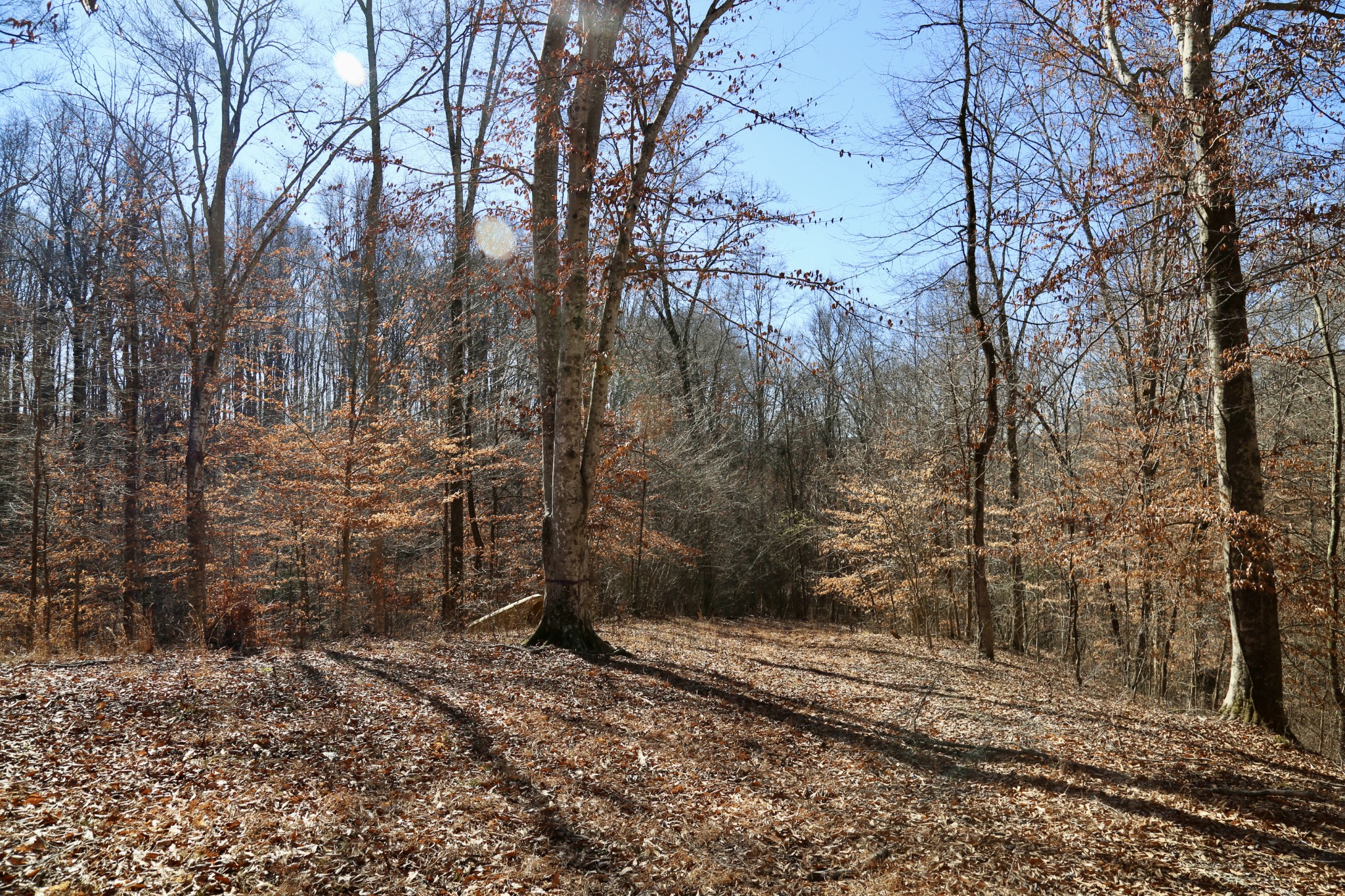 791 Stinson Road Bon Aqua, TN 37025 - Photo 4 of 33 Gallery Image 4
