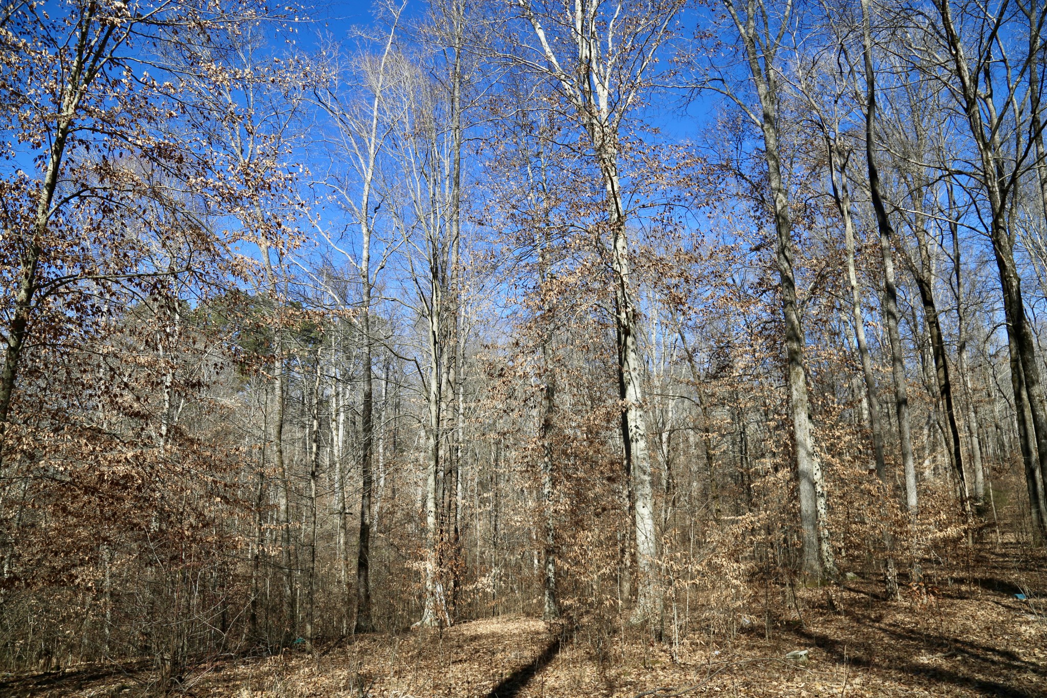 791 Stinson Road Bon Aqua, TN 37025 - Photo 9 of 33 Gallery Image 9