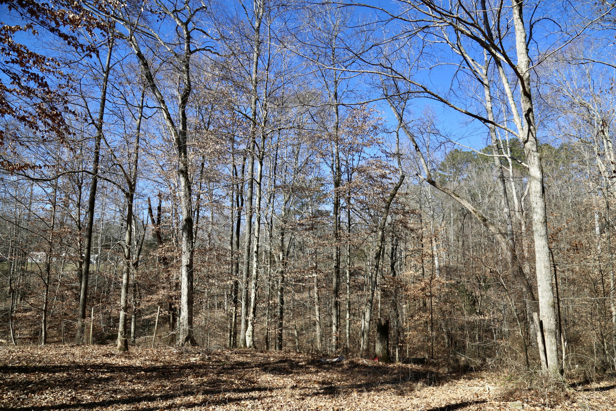 791 Stinson Road Bon Aqua, TN 37025 - Photo 10 of 33 Gallery Image 10