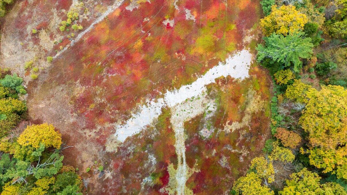 554 Beech Hill Road Northport, ME 04849 - Photo 9 of 9 22-Lot 7-22