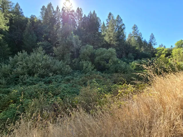 a view of a forest with trees in the background