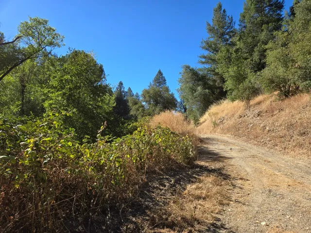 a view of a field with a tree
