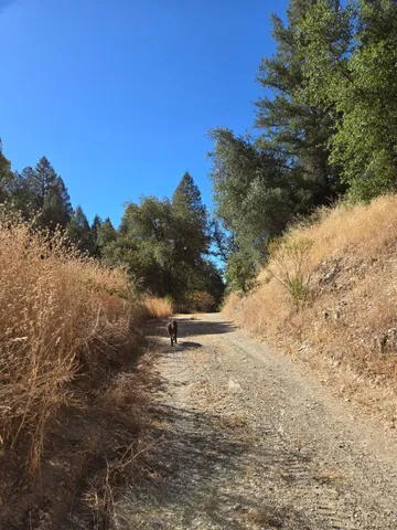 a view of a yard with a tree