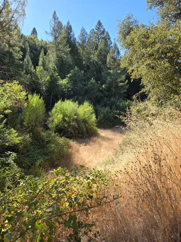 a view of a yard with plants and a bench