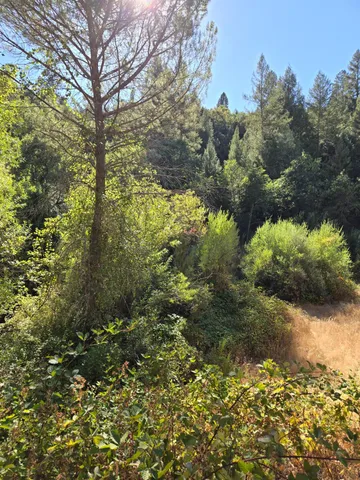 a view of a garden with flowers