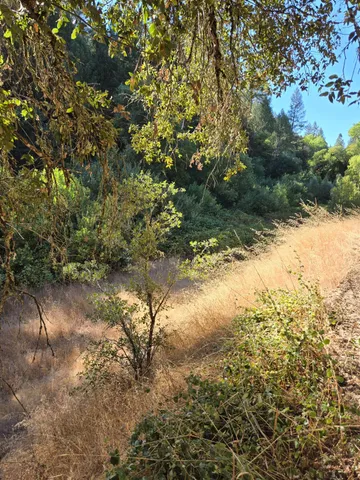 a view of a yard with a tree