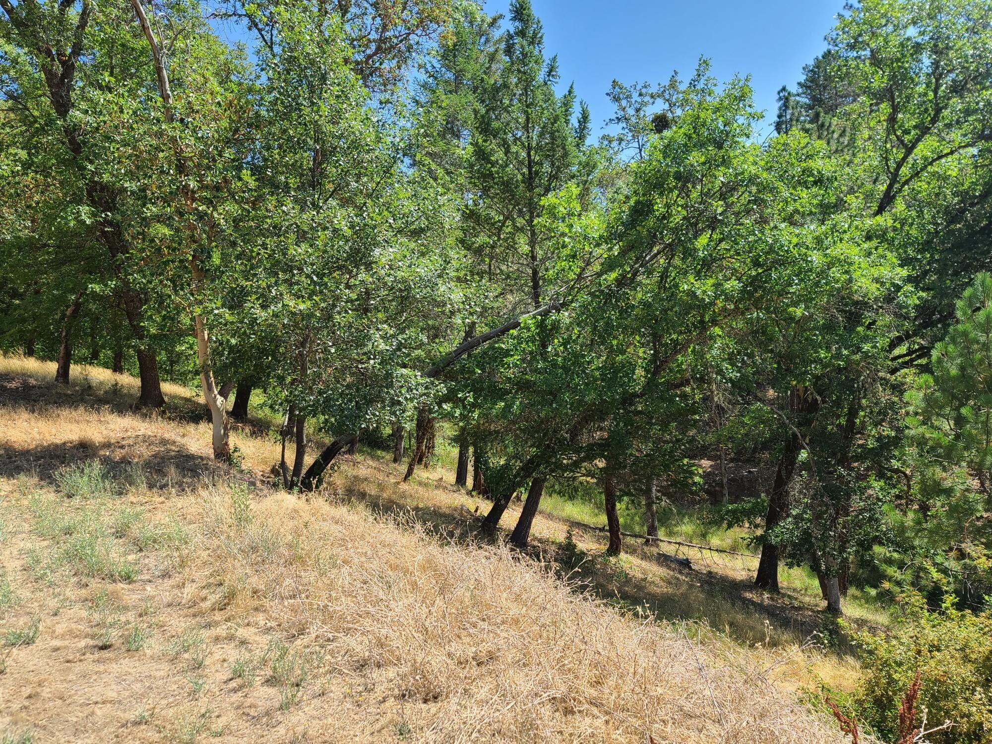 2592 Galice Road Merlin, OR 97532 - Photo 15 of 22 14
