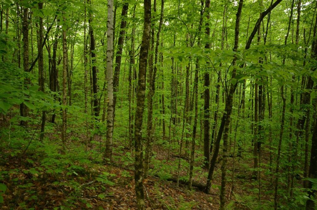 9-11 Dill Road Lakeville, ME 04487 - Photo 20 of 27 Land/lot