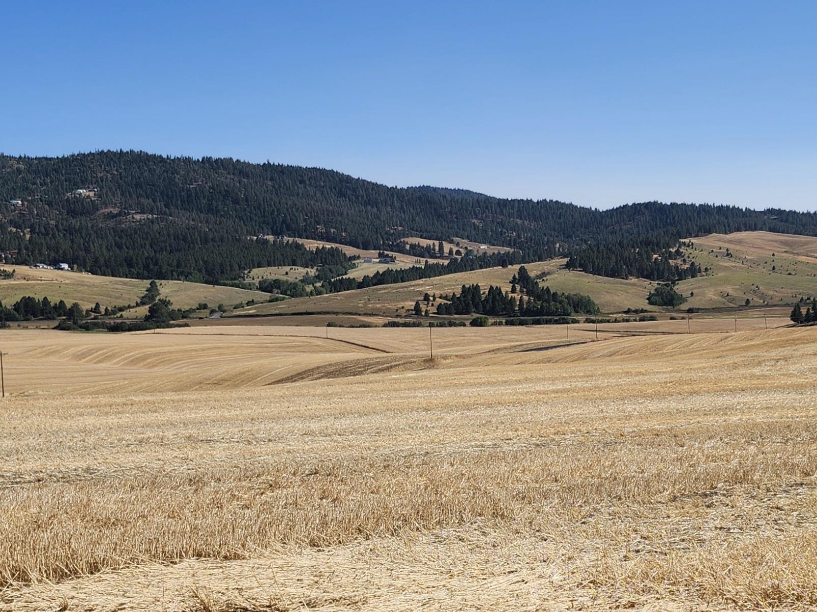 8002 South Jackson Road Mica, WA 99023 - Photo 3 of 11