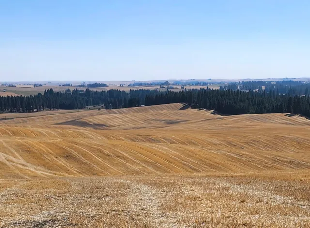 $285,000 | 8002 South Jackson Road, Mica, WA 99023