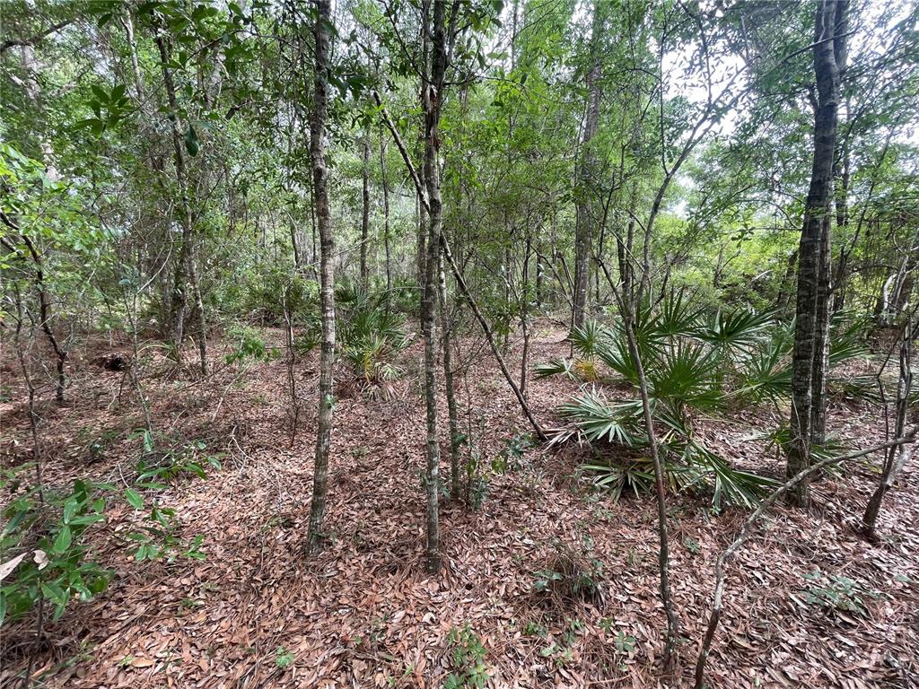 16486 Curlew Road Brooksville, FL 34614 - Photo 5 of 17