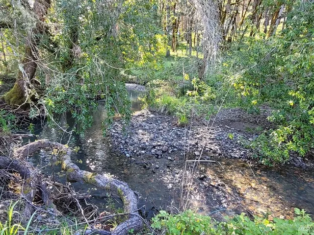a view of a yard with plants and trees