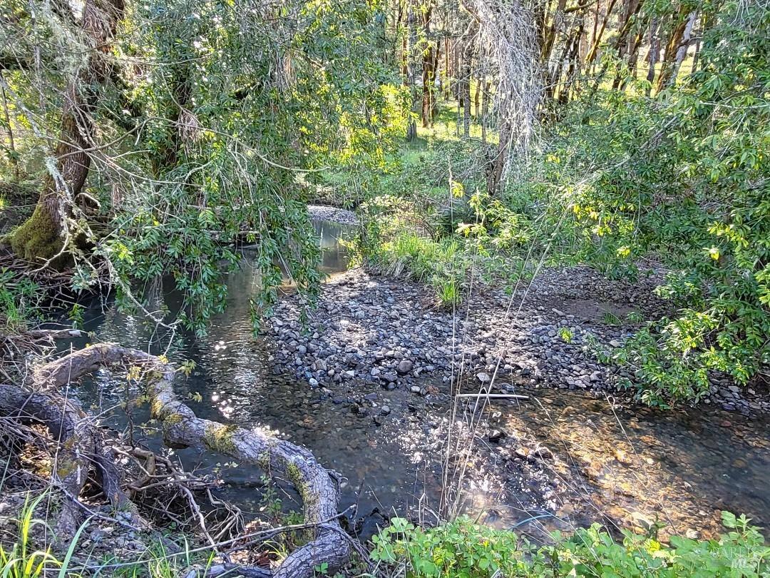 a view of a yard with plants and trees