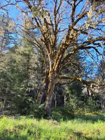a view of lake from a tree