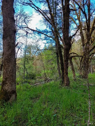 a view of a garden with a tree