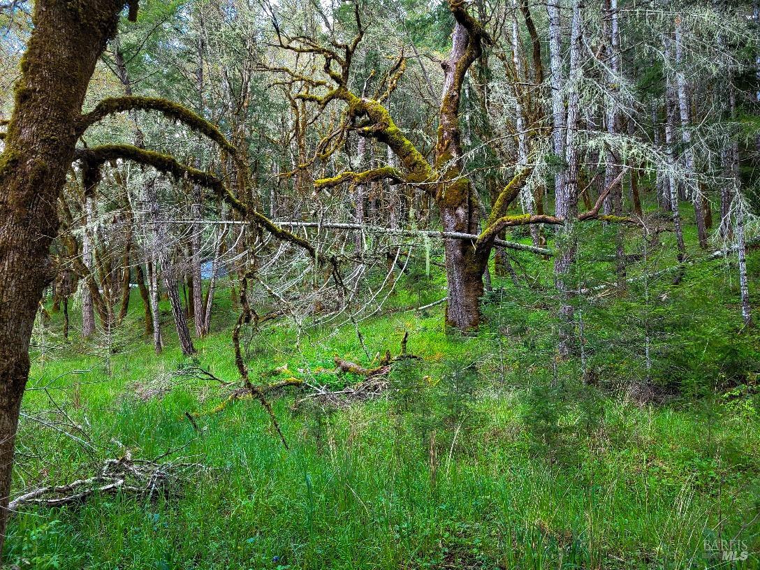 0 Muir Mill Road Willits, CA 95490 - Photo 23 of 25 a backyard of a house with lots of green space