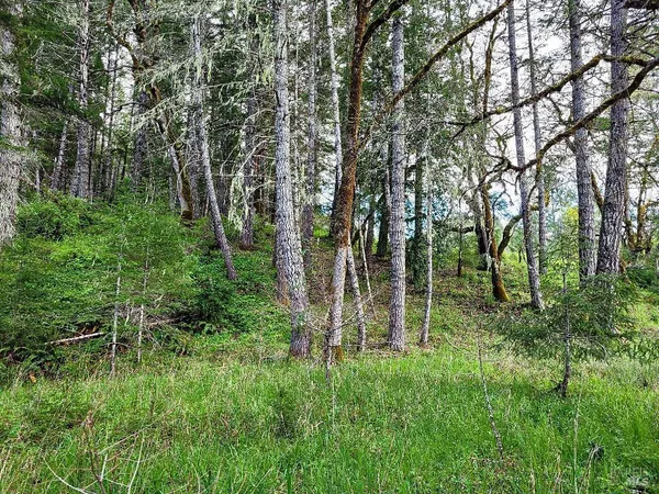 a view of lush green forest