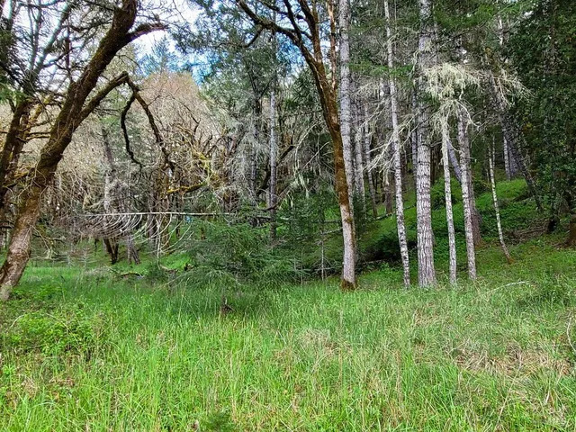 a green field with lots of trees