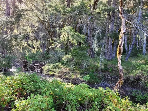 a view of a garden with a tree