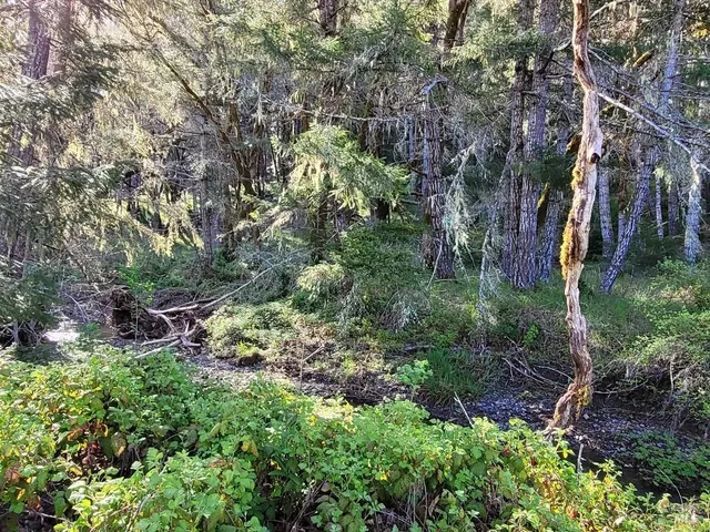a view of a garden with a tree