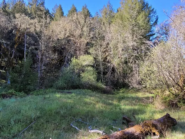 a view of a lush green forest with large trees