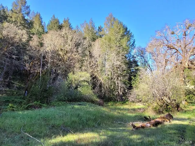 a view of a lush green space