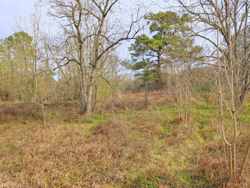 4025 Old Colony Road Huntsville, TX 77320 - Photo 4 of 12