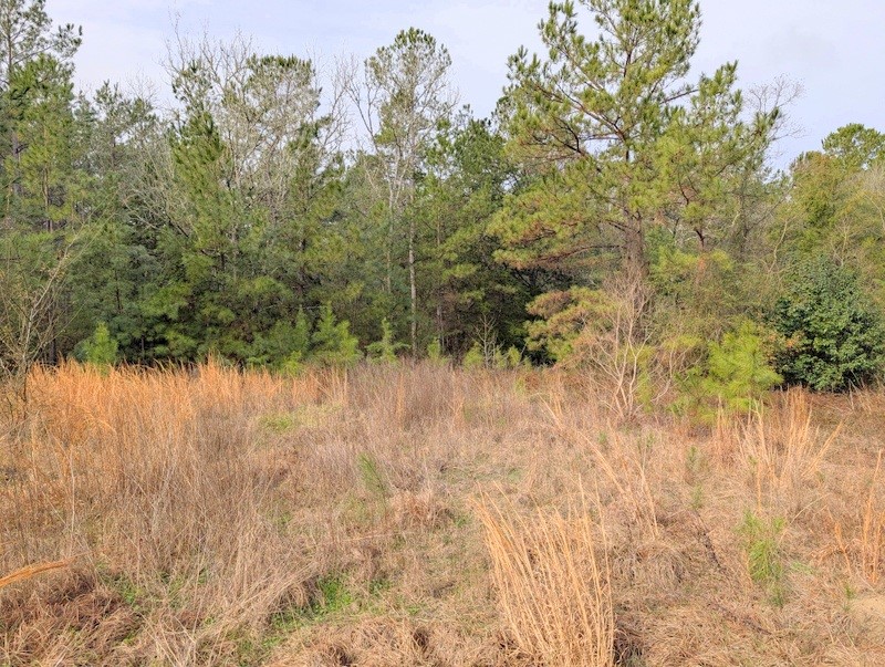 4025 Old Colony Road Huntsville, TX 77320 - Photo 5 of 12