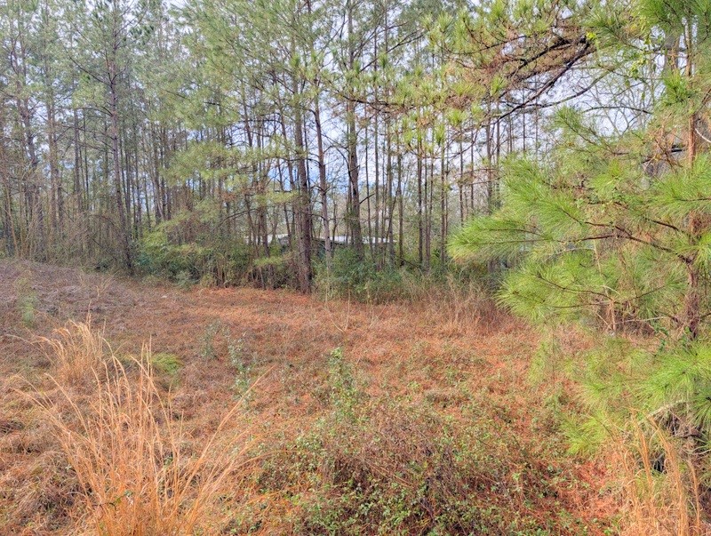 4025 Old Colony Road Huntsville, TX 77320 - Photo 6 of 12