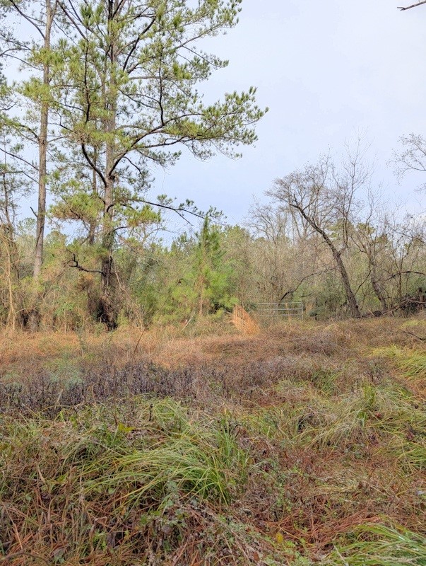 4025 Old Colony Road Huntsville, TX 77320 - Photo 7 of 12