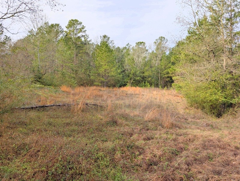 4025 Old Colony Road Huntsville, TX 77320 - Photo 8 of 12