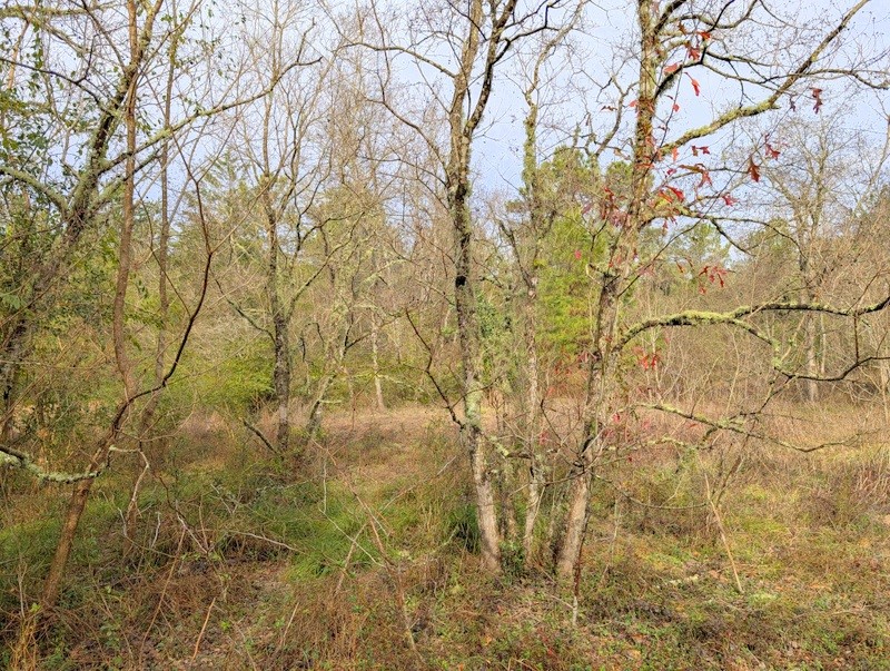 4025 Old Colony Road Huntsville, TX 77320 - Photo 10 of 12