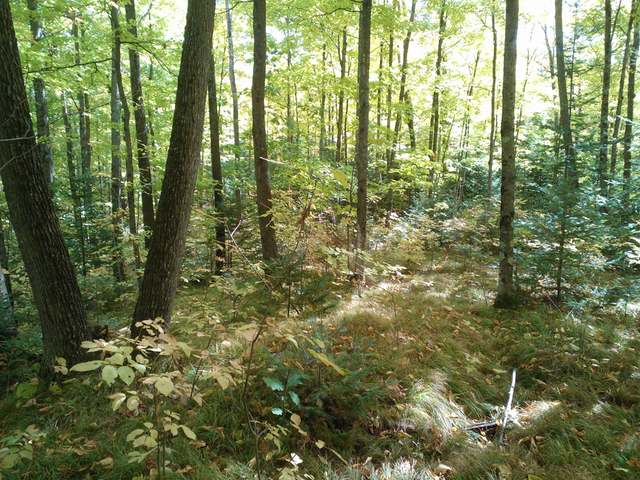Lot 2 Pine Lake Road Rhinelander, WI 54501 - Photo 5 of 6 Gallery Image 5