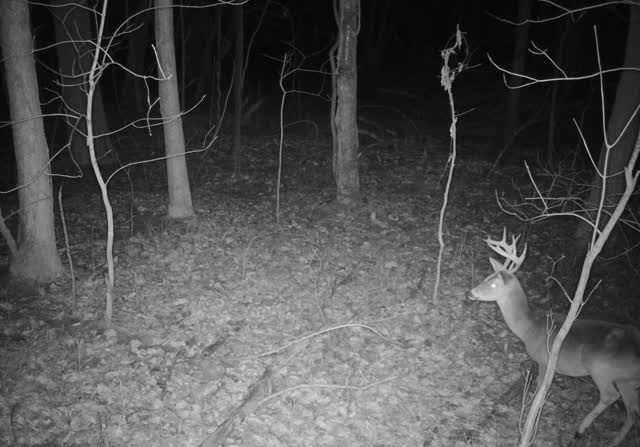 0 Dyer Branch Road Carthage, TN 37030 - Photo 5 of 33