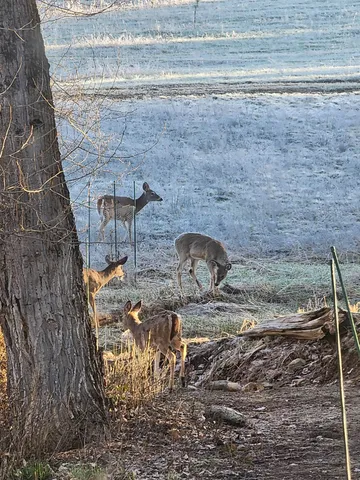 $460,000 | 4439 Whittier Road, Clayton, WA 99110