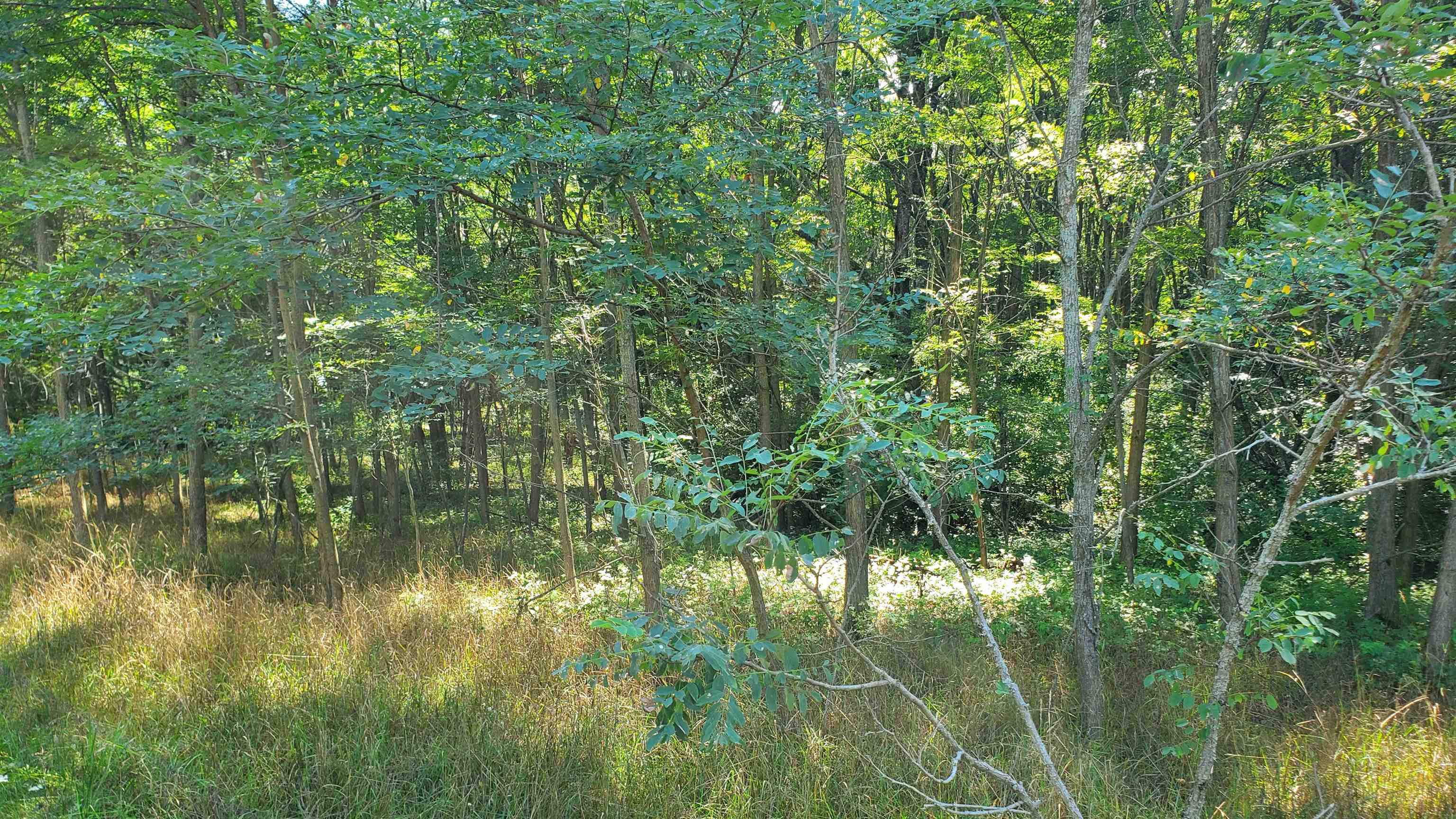 0 Marilla Road Copemish, MI 49625 - Photo 6 of 9 1950330-5bb952be-872f-4736-8b76-2c0a6c62b613.JPG