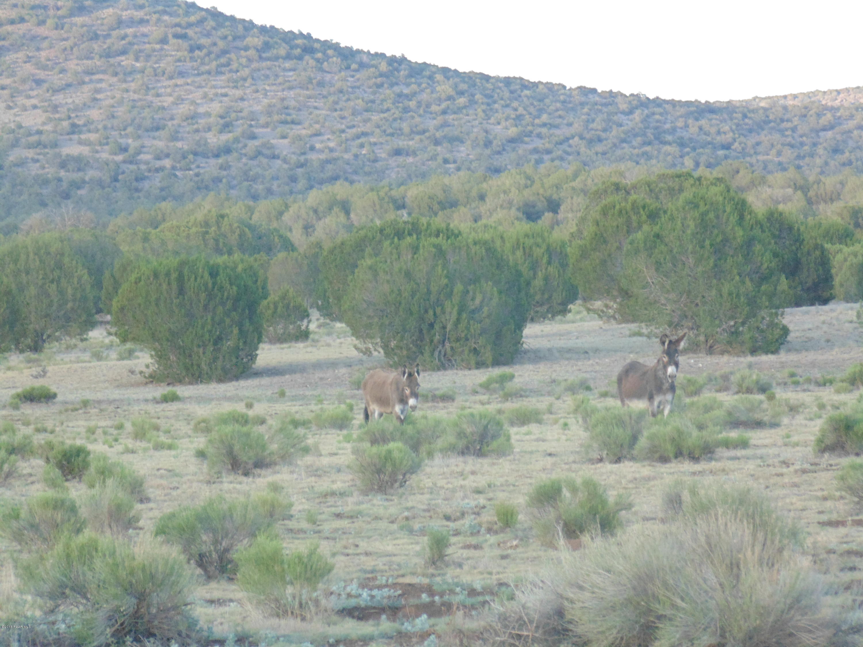 329 Rancheria Seligman, AZ 86337 - Photo 11 of 11 DSC01304